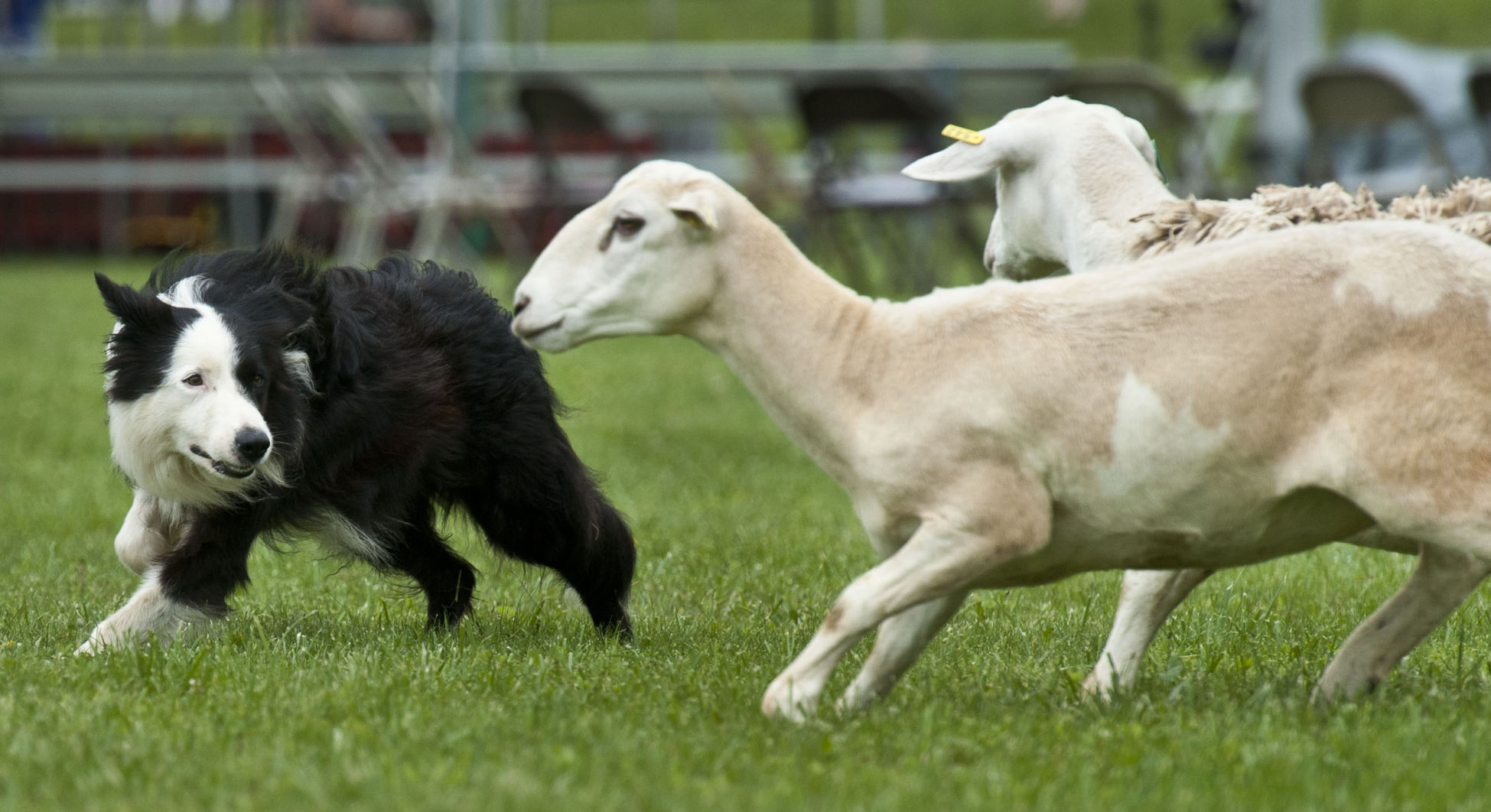 Grandfather Mountain Highland Games